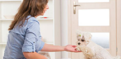 How to Train Polite Door Greetings – Miami Dog and Puppy Training