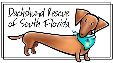 Dachshund rescue of south florida
